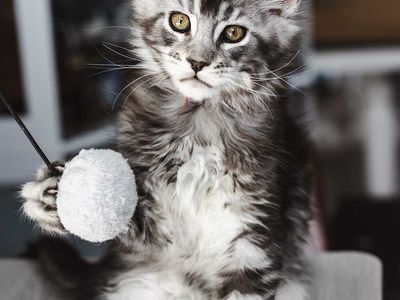 European Maine Coon Kittens TICA Registered
