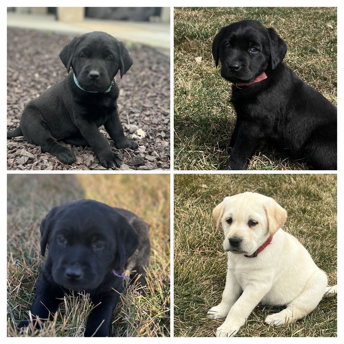 10 AKC Lab Puppies