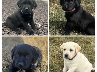 10 AKC Lab Puppies