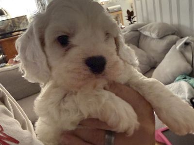 Adorable Fluffy Cockapoo Puppies for Sale