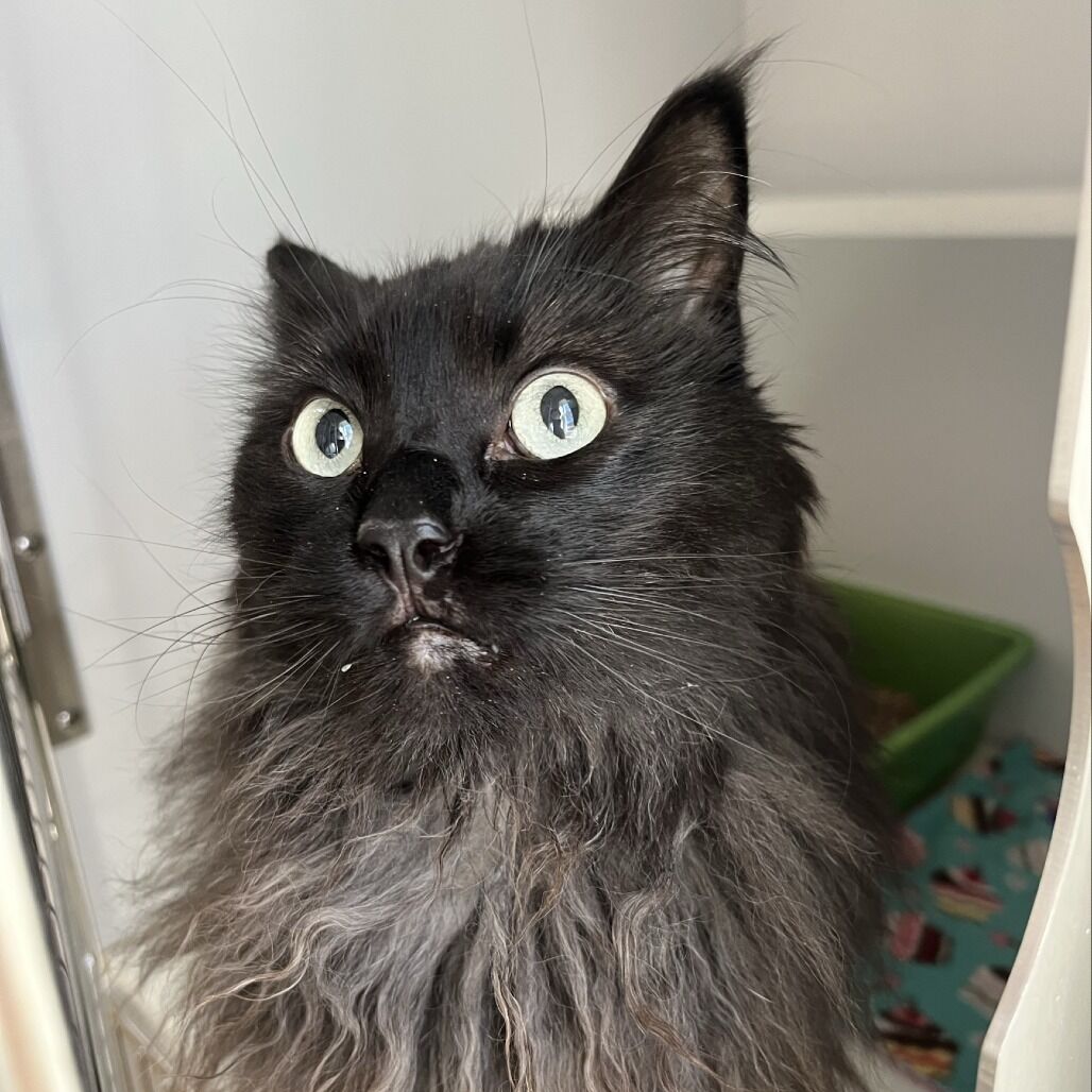 Hello my name is Ringo