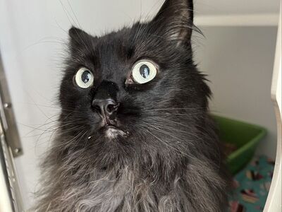 Hello my name is Ringo