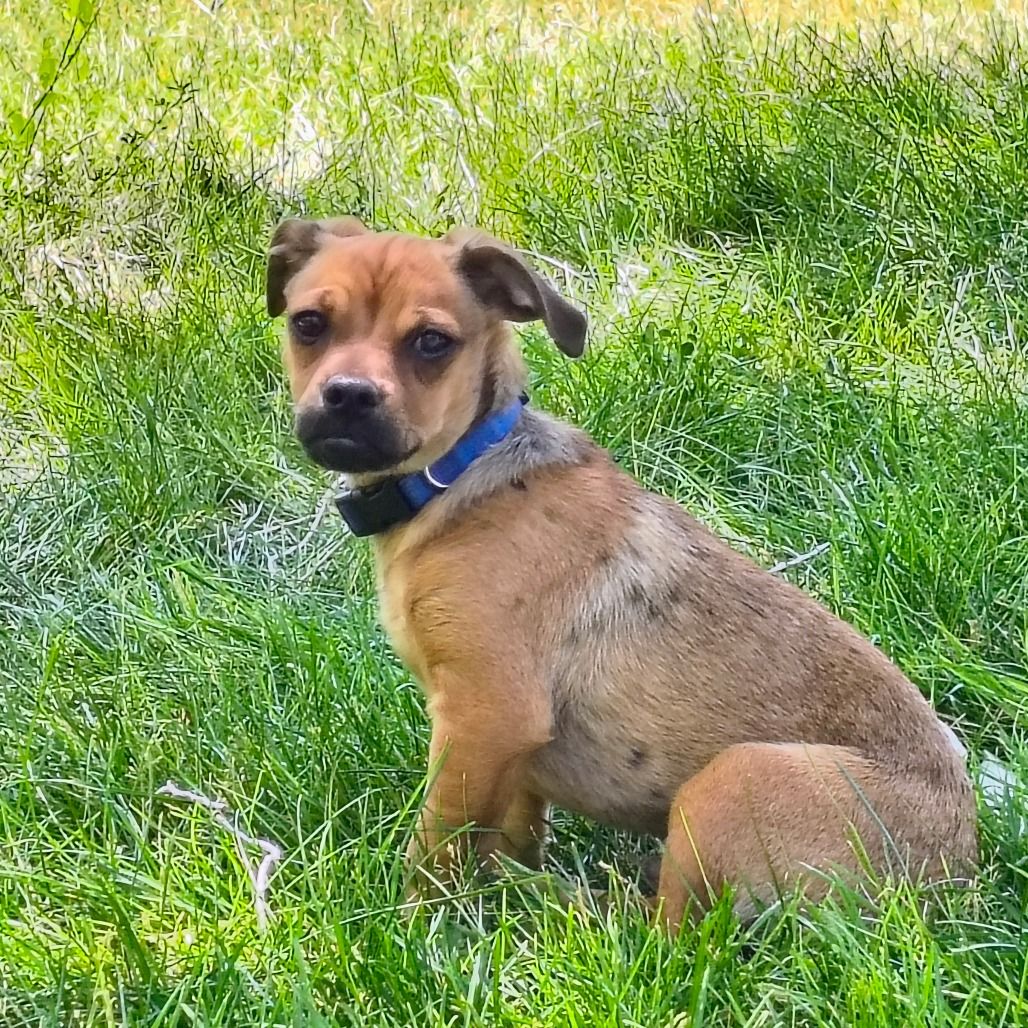 Hello my name is Nugget