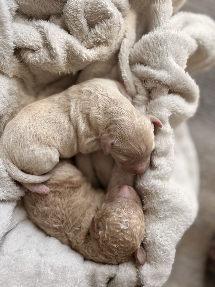 Mini Australian Goldendoodle