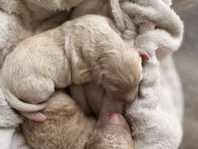 Mini Australian Goldendoodle