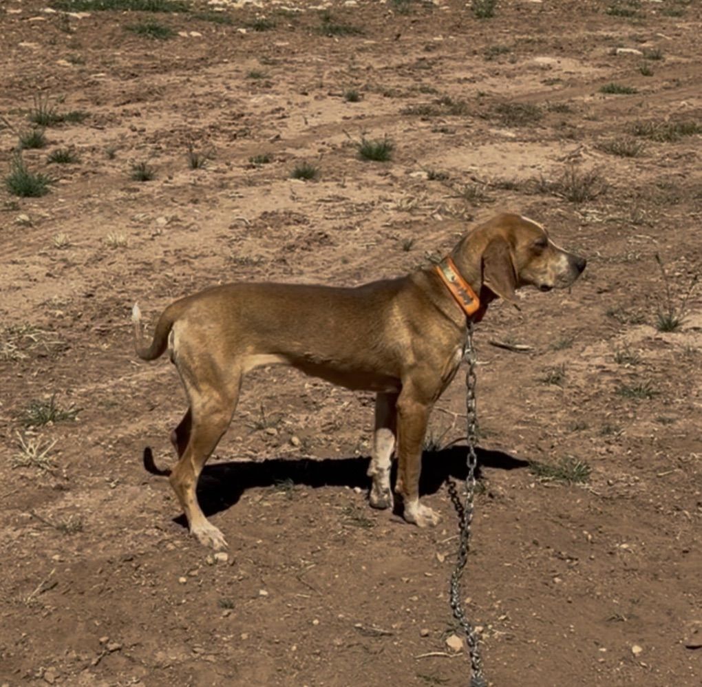 1.5 Hightan Bred Female Hound.. Lion Bear Bobcat