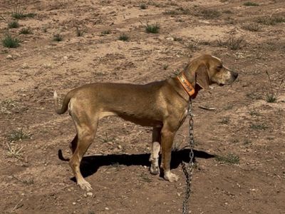 1.5 Hightan Bred Female Hound.. Lion Bear Bobcat