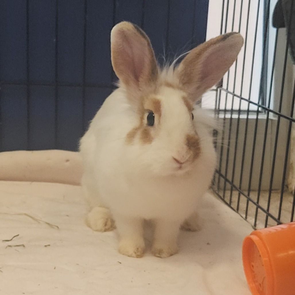 Hello my name is Monty