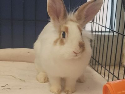 Hello my name is Monty