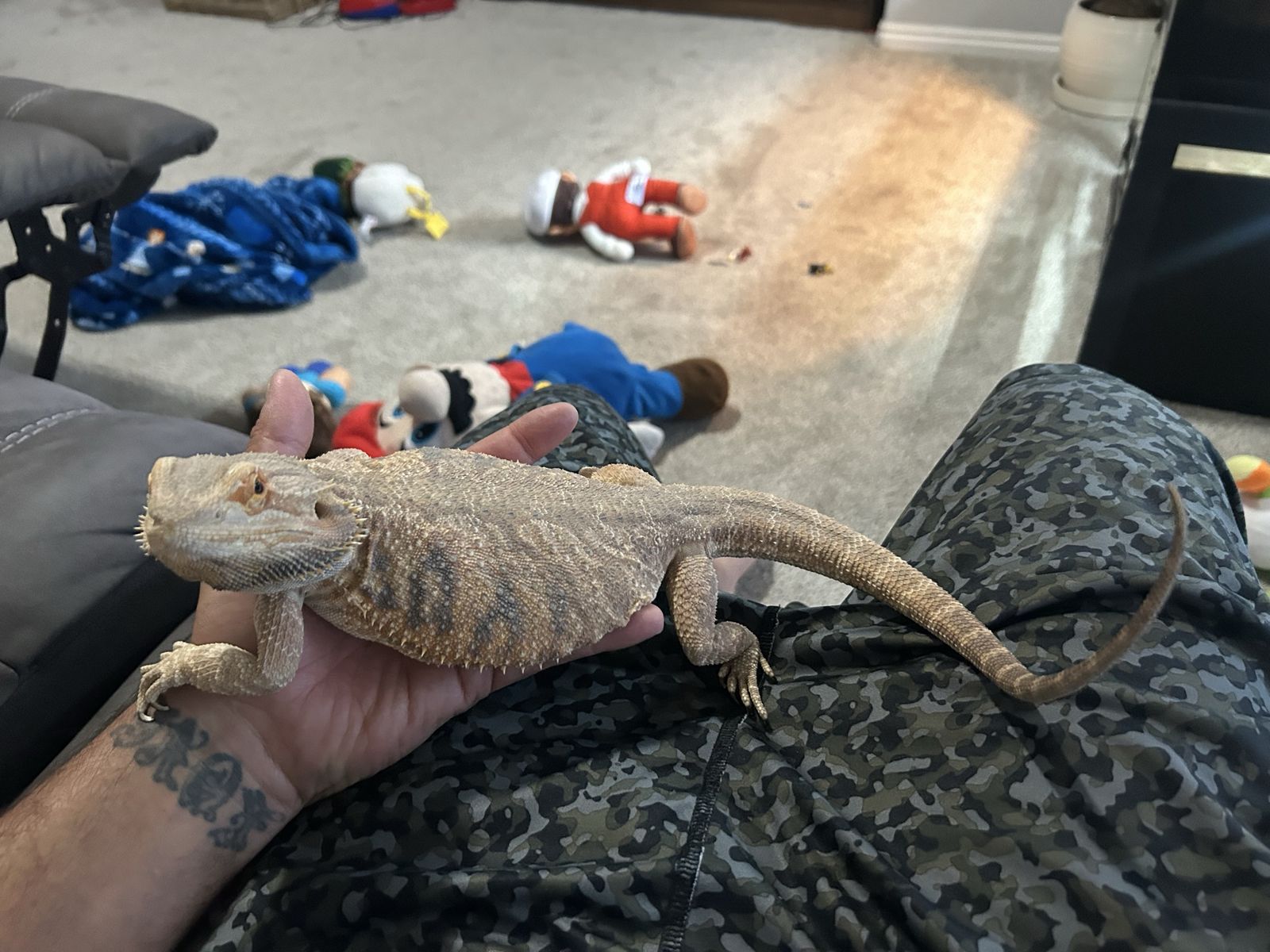 Bearded dragon