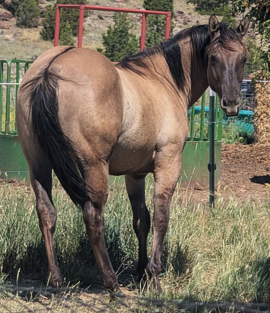 Yearling AQHA Grulla Filly Mare