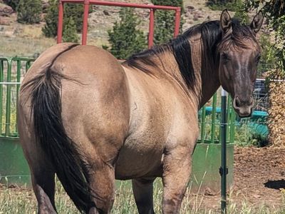 Yearling AQHA Grulla Filly Mare