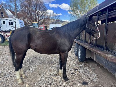 2019 gelding
