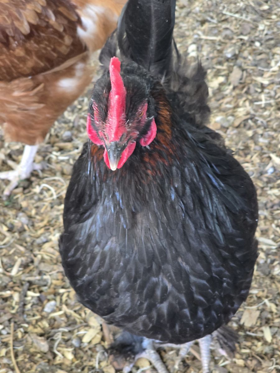Black Copper Marans