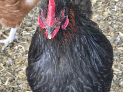 Black Copper Marans