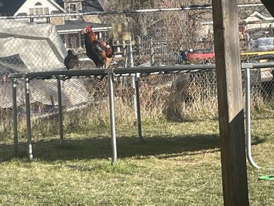 Lieper Roosters For Sale