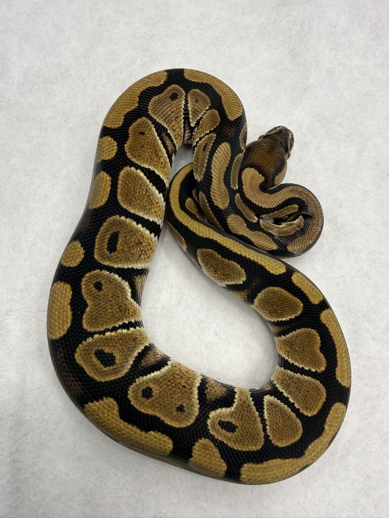 Red Gene Het DG Het Hypo