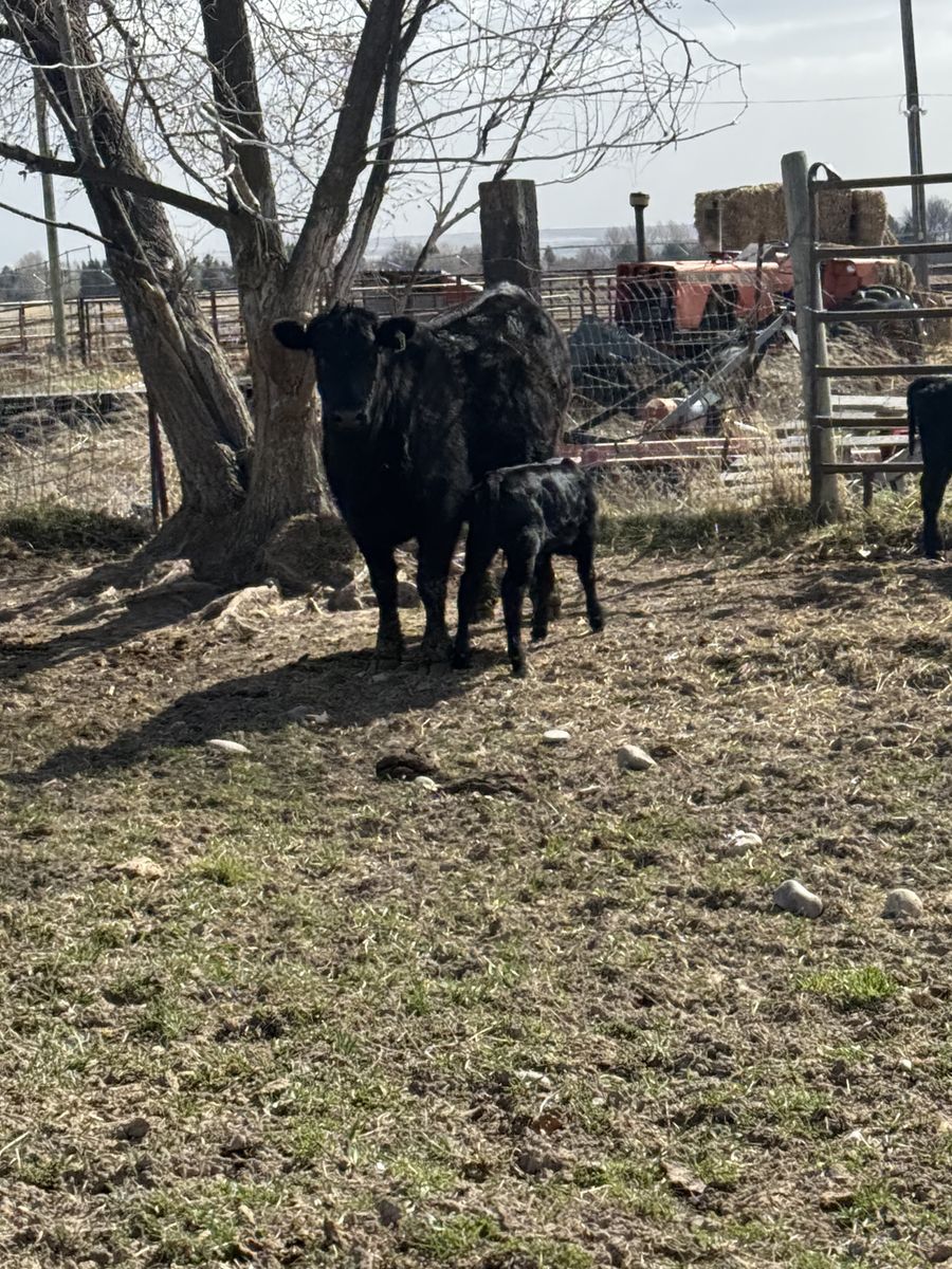 Heifer pairs