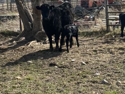Heifer pairs