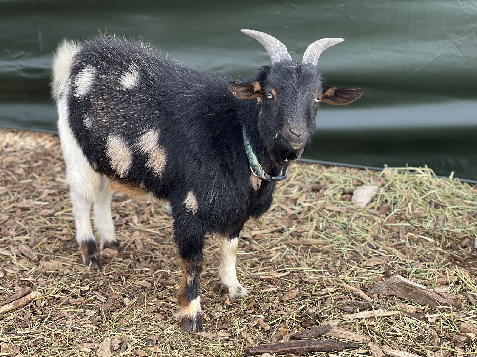 Buck For Stud/ Or For Sale