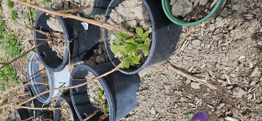 everbearing red raspberry thornless