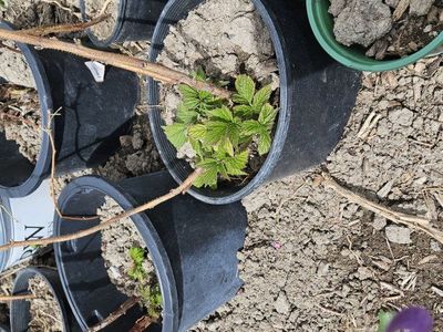 everbearing red raspberry thornless