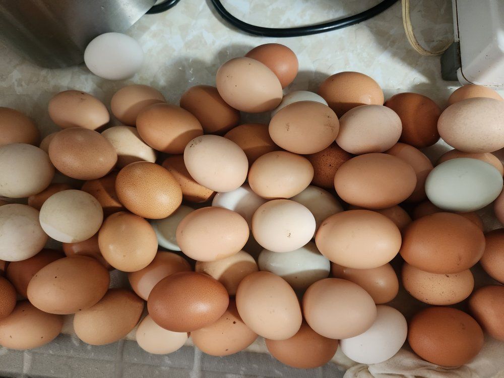 Farm fresh eggs for sale