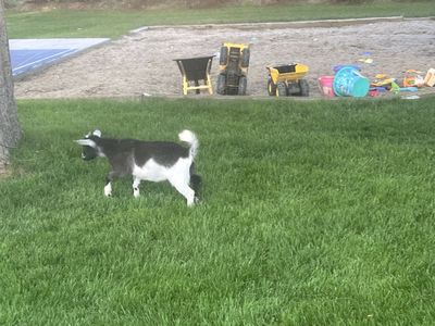 Nigerian Pygmy Goat - 6 Month Old Male/Female (Inquire for details)