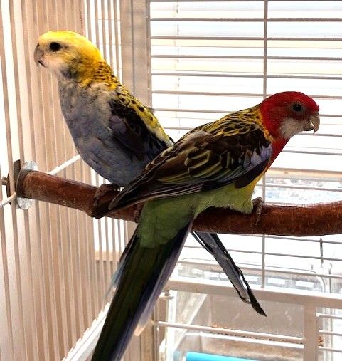 Rosella Pair