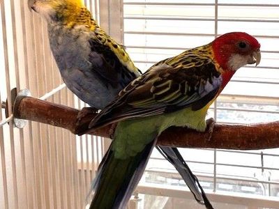 Rosella Pair