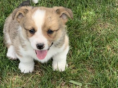 ALL AMERICAN CORGIS