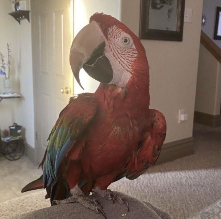 Looking to take in Birds!