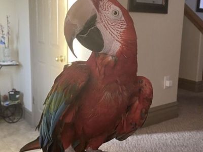 Looking to take in Birds!