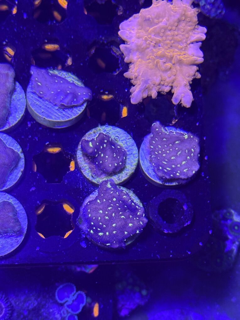 Encrusting Cyphastrea Coral