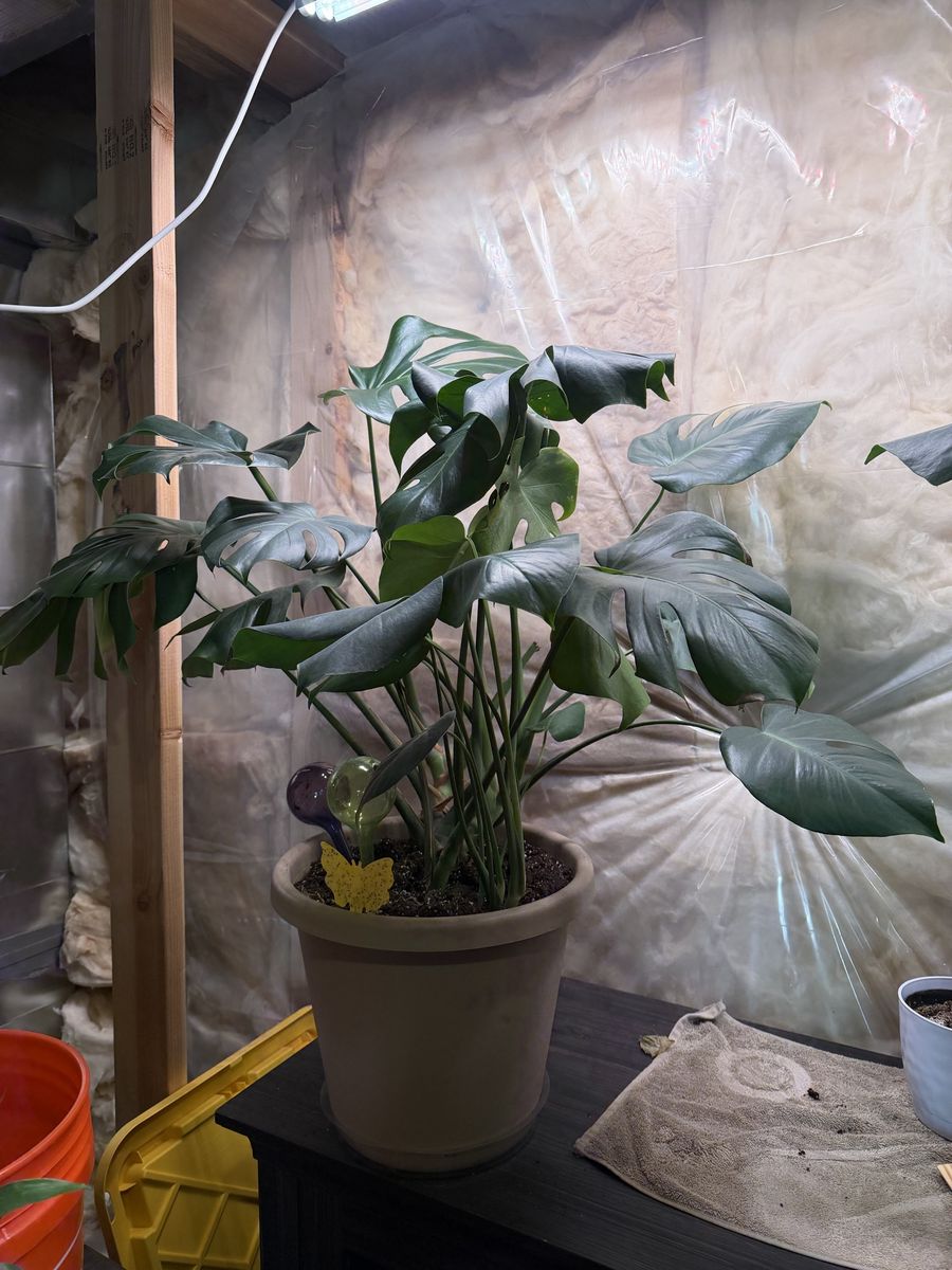 Monstera