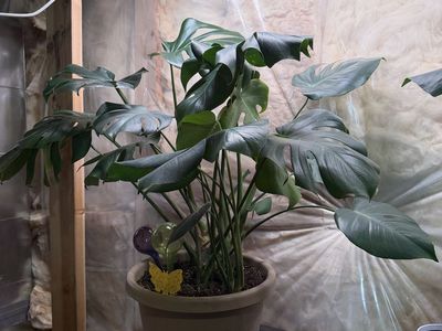 Monstera