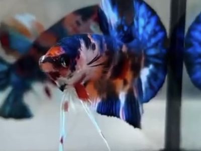 Blue Tiger Koi HMPK Betta