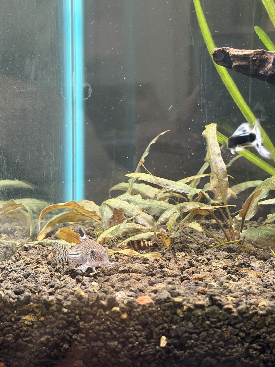 False Julii Corydoras