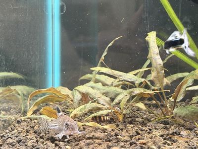 False Julii Corydoras