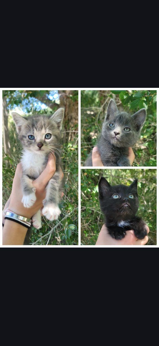 Adorable Foster Kittens Seeking Their Forever Families!