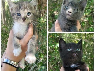 Adorable Foster Kittens Seeking Their Forever Families!