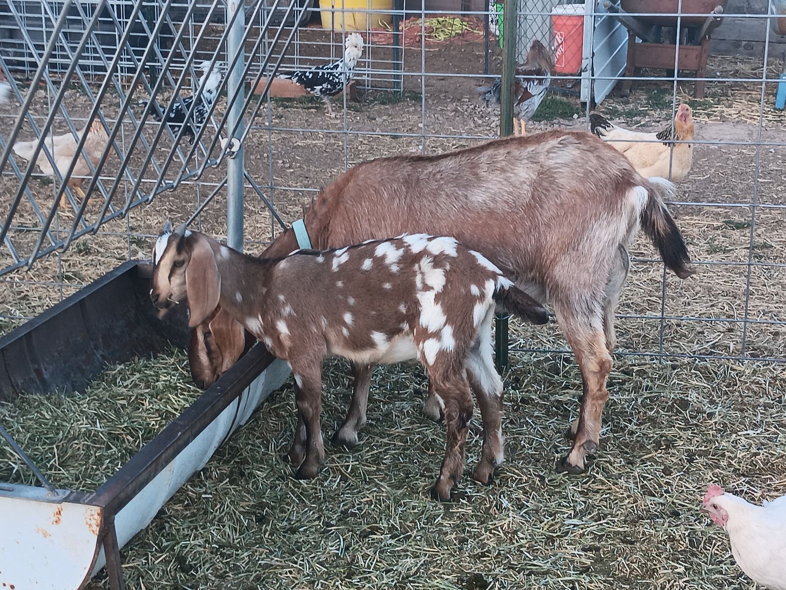 8 week old Moonspotted Nubian buckling