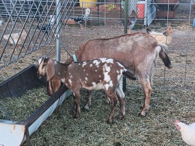 8 week old Moonspotted Nubian buckling