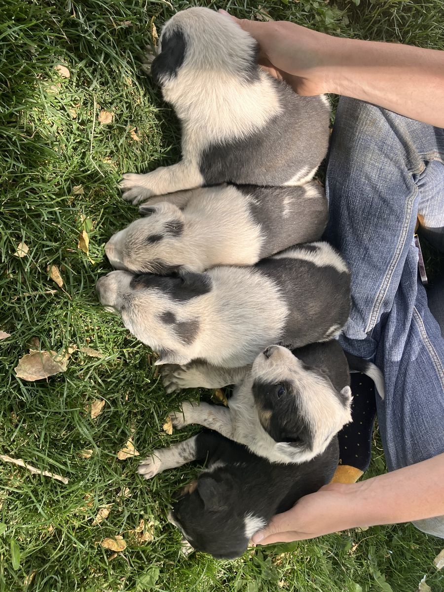 Mixed breed cow dog puppies