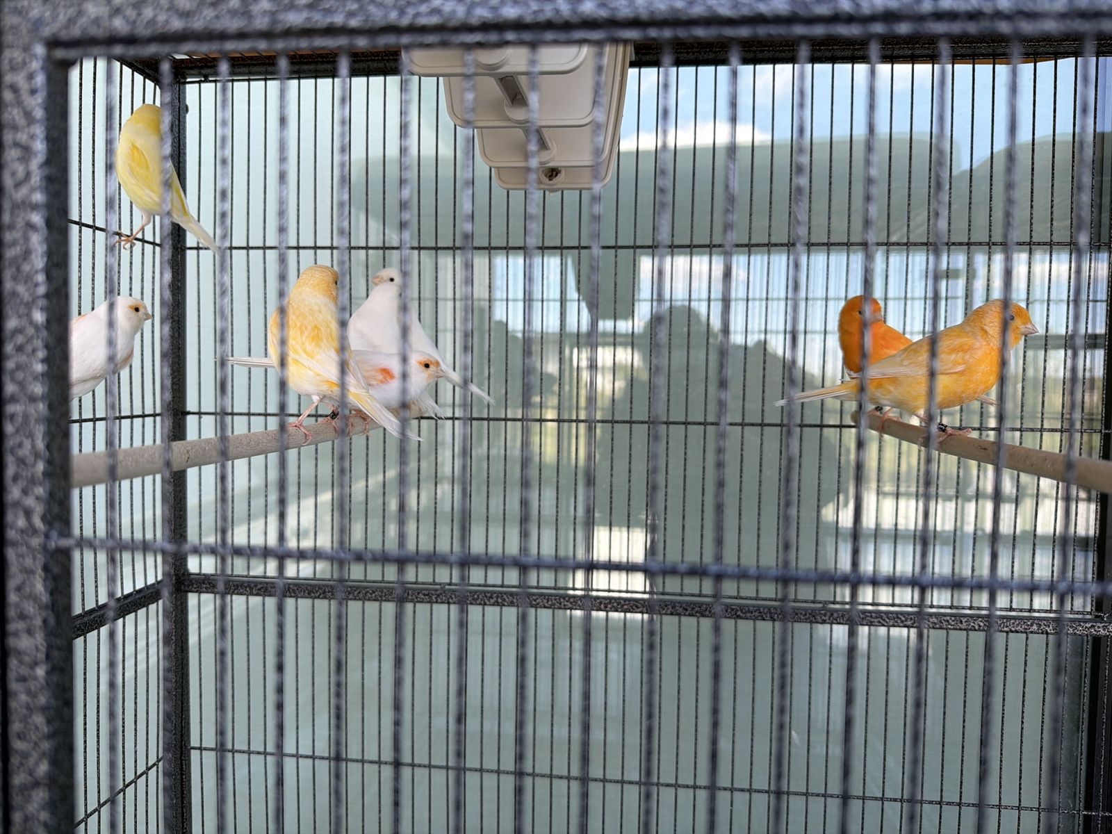 Canary (Canaries Mix) Wholesale