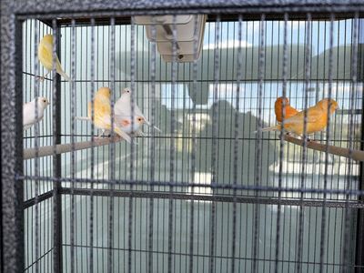 Canary (Canaries Mix) Wholesale