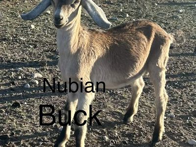 Nubian Buck Goat - Young Male for Breeding or Pet