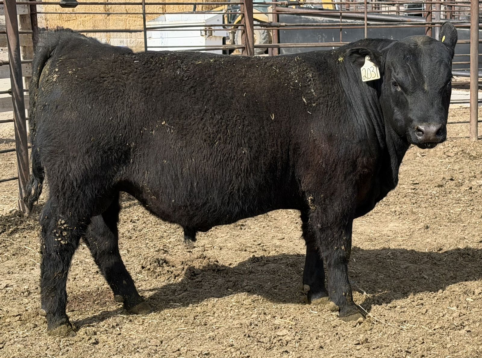 Sim-Angus Yearling Bull