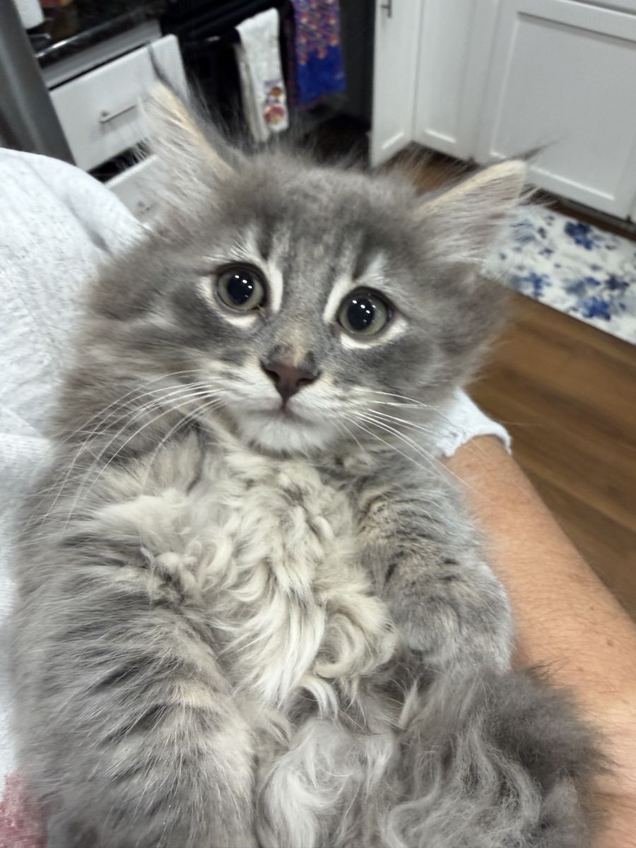 Fluffy Munchkin Kitten Ready for Her Forever Home!