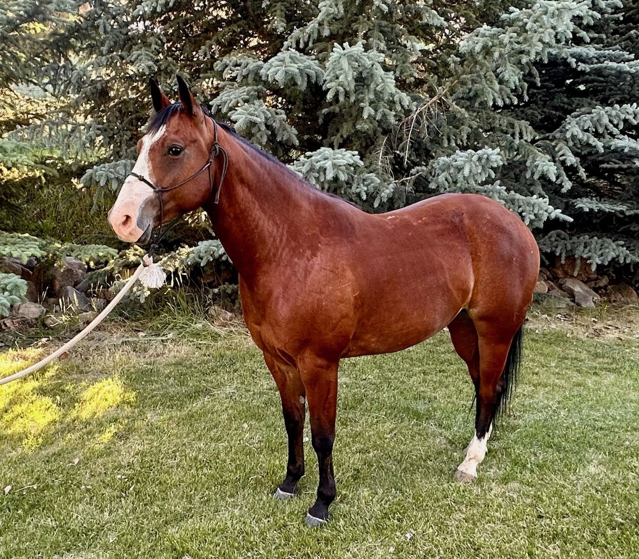 6 year old Registered mare